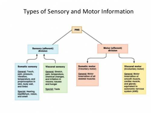 What are the motor informations and the sensory informations?