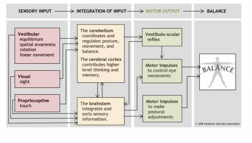 What are the motor informations and the sensory informations?