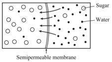 Which of these images best represents the net movement of molecules in osmosis