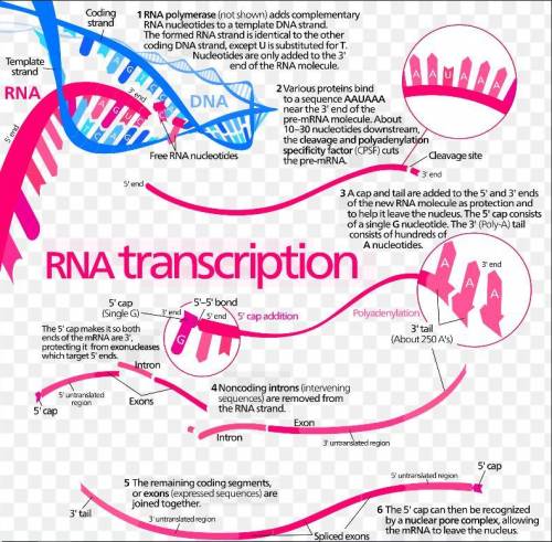 Which enzyme is used specifically for rna transcription from dna in the nucleus of a cell?
