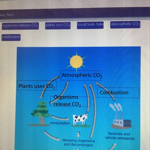 Identify the remaining processes and components of the carbon cycle
