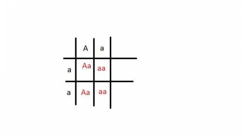 Fill in the punnett square for a cross between the following individuals.  aa x aa – dominant trait