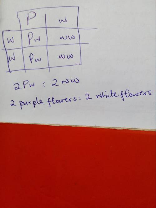 10. Refer to the partially completed Punnett square. Purple flowers (P) are dominantto white flowers