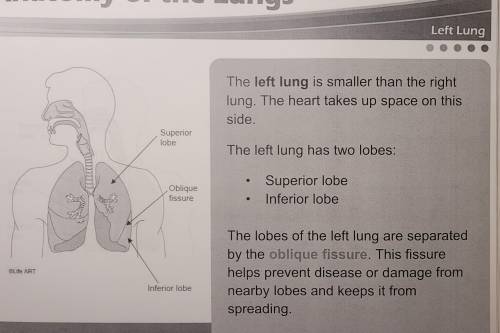 True or false, the left lung in larger then the right lung? Plz answer will mark brainest