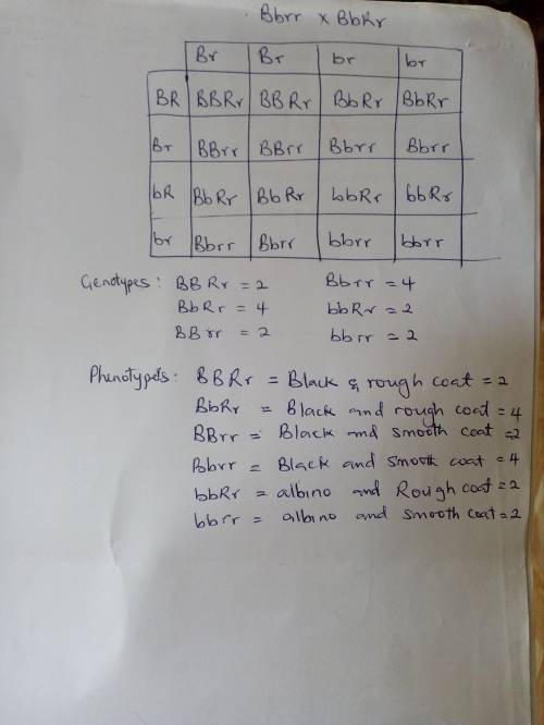 In guinea pigs, the gene for rough coat (R) is dominant over the gene for smooth coat is (r). the ge