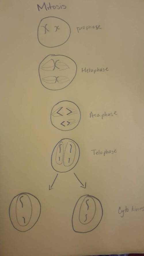 1. If an organism has 2n = 2 chromosomes, draw how the cell will look a) in metaphase of mitosis b)