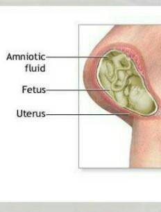 Difen Amniotic fluid?