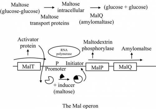 Usatestprep--According to the model, what is the role of maltose in the maltose operon?