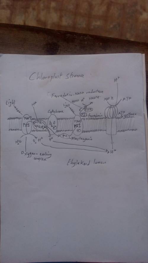 ATP synthesis occurs both as a part of photosynthesis in the chloroplast and as a part of respiratio