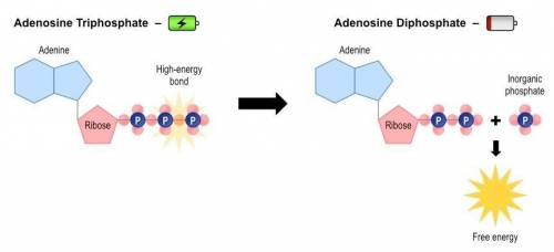 8. How does the energy get released from the ATP molecule? Draw a diagram to show the reaction and w