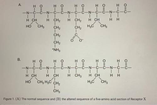 The change in the amino acid sequence illustrated in figure 1 caused a change in the shape of recept