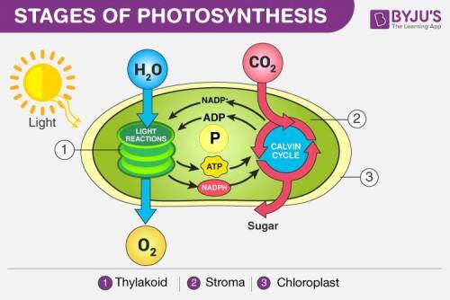 Put the steps in the process of photosynthesis in order !