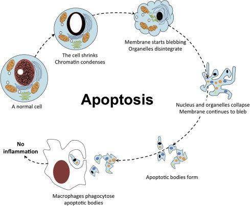 Apoptosis is a process that acts to decrease the number of somatic cells. frees the fingers and toes