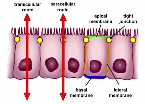 Which statement describes the ability of the cell membrane to allow various substance to move throug