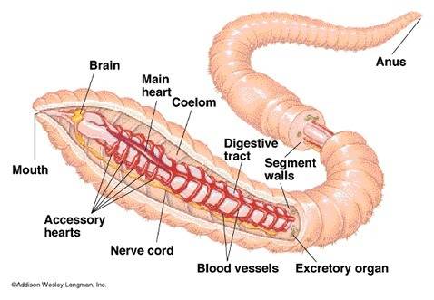 The earthworm' vessel acts as a pump to push blood throughout the body.