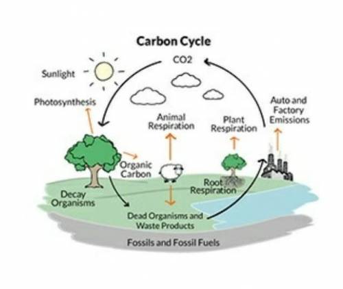 Which statement is true about the CO2 cycle? Reservoirs add more carbon dioxide to the environment t