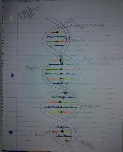 I need to draw a poster on Genetics but I'm not exactly good at art. It needs a bit of information a