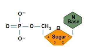 What biological macromolecule is made up of monomers like the one shown below?  a. carb