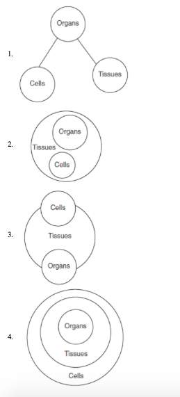 Which diagram best illustrates the relationship between the number of cells, tissues, and organs in