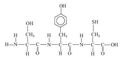 Which type of molecule is shown in the diagram below?  a. peptide b. carbohydrate