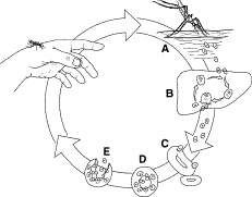 Based on the plasmodium life cycle shown in figure 21–4, what would happen if the mosquitoes disappe
