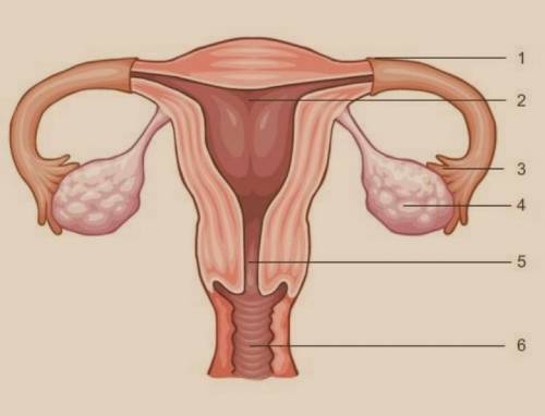 Identify the parts of the female reproductive system by labeling the diagram.