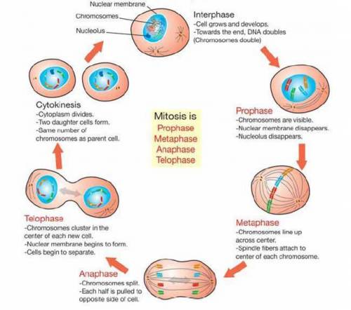 During which stage of the cell cycle does the cell rest, grow, and copy dna and organelles?