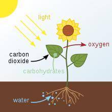 Which statement describes an interaction between the biosphere and the atmosphere that is related to