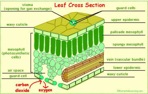 Explain the cross section of leaf