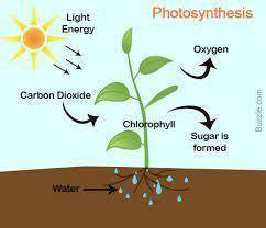 During respiration, the products of photosynthesis are changed into

A. 6H2O, 6CO2, and ATP energy
B