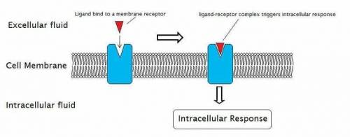 What type of membrane protein has a

straight pathway for molecules to move?
A. Channel protein
B. C