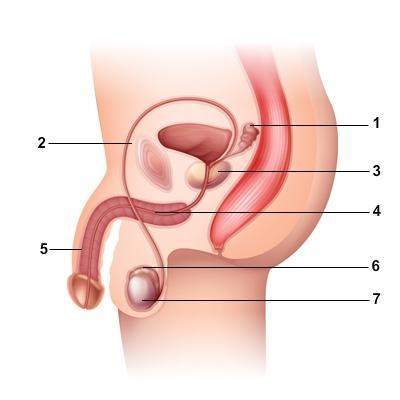 Identify and label the numbered parts of the male reproductive system in the diagram.