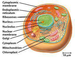 What is a defining characteristic in eukaryotic cells? What type of organisms have eukaryotic cells