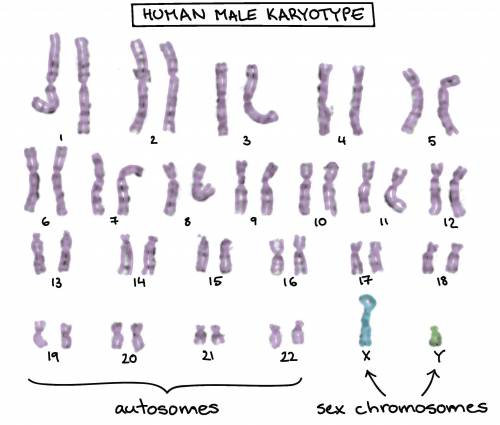 Sex-Related inheritance: X chromosome; Non Sex-Related inheritance