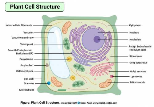 Illustrate a structural feature of a typical animal cell and plant cell​