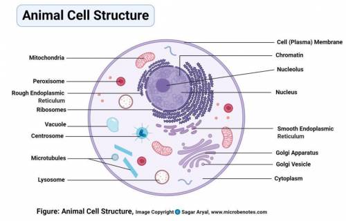 Illustrate a structural feature of a typical animal cell and plant cell​