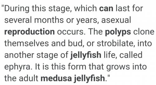 How do jellyfish reproduce?  explain, in complete sentences, the process and use the words polyp and