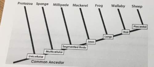 Name all of the traits that the frog has based on this cladogram ?