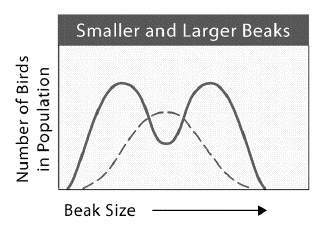 Multiple choice!  the figure below shows smaller and larger beaks in a population