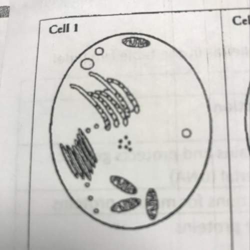If cell 1 were an adult cell, what type of cell would it be?