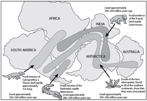 Fossil evidence has been used to understand the movement of continental plates. the figure below sho