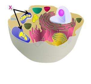 "the diagram shows the inside of a eukaryotic cell. mc003-1.jpg which proces
