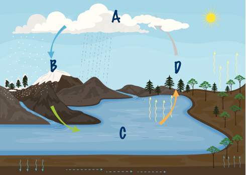Which part of the water cycle would follow step c in the diagram shown? transpiration condensation