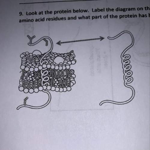 Look at the protein below. label the diagram on the right and show which part of the protein has hyd