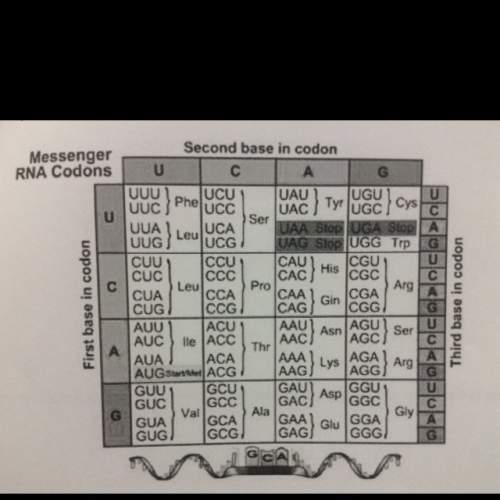 Agene has a base sequence that begins with taa cta tga cgy cg.  1-what rna sequence would be p