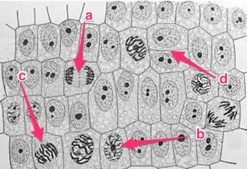 Arrange the stages of mitosis shown in the diagrams in sequential order. use the abcd labels on the