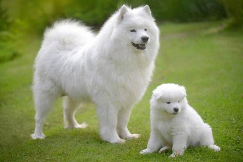 what is a samoyed i really need help because were doing a book project on stone Fox the book and i n