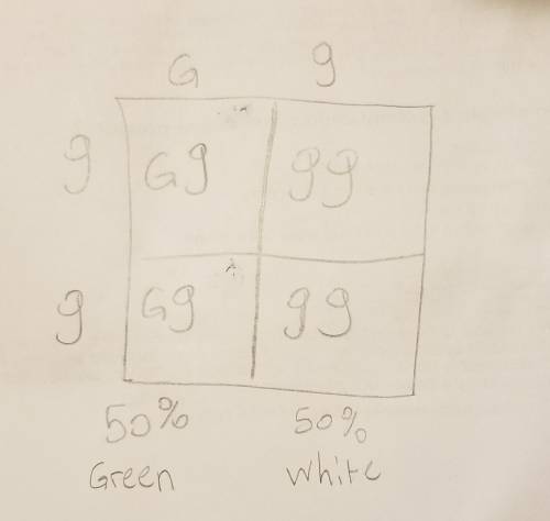 Gis green while g is white. list the cross which will guarantee 50% of the progeny will be green and
