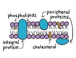 How does osmosis of water occur across the cell membrane?Plz help I need it ASAP