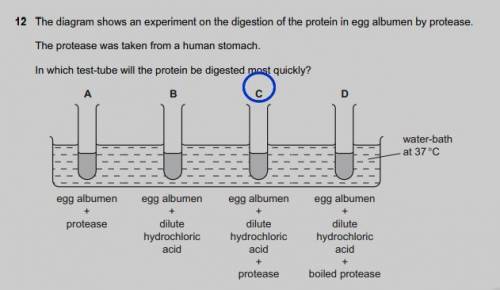 The diagram shows an experiment on the digestion of the protein in egg albumen by protease.

The pro